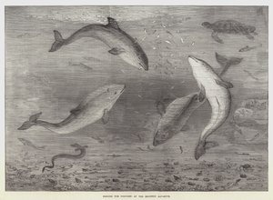 Het Voeren van de Bruinvissen in het Brighton Aquarium